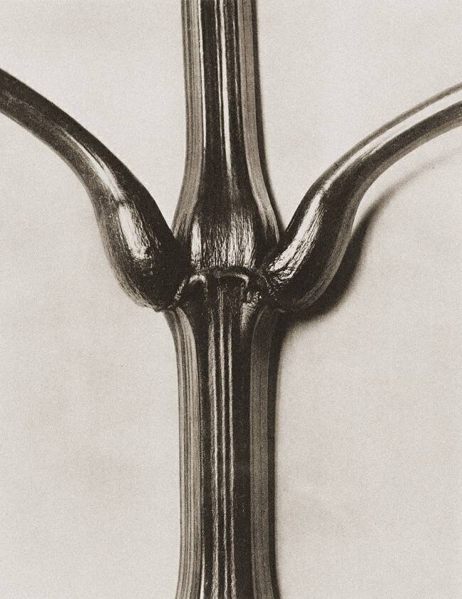 Balsamine de l'Himalaya Karl Blossfeldt