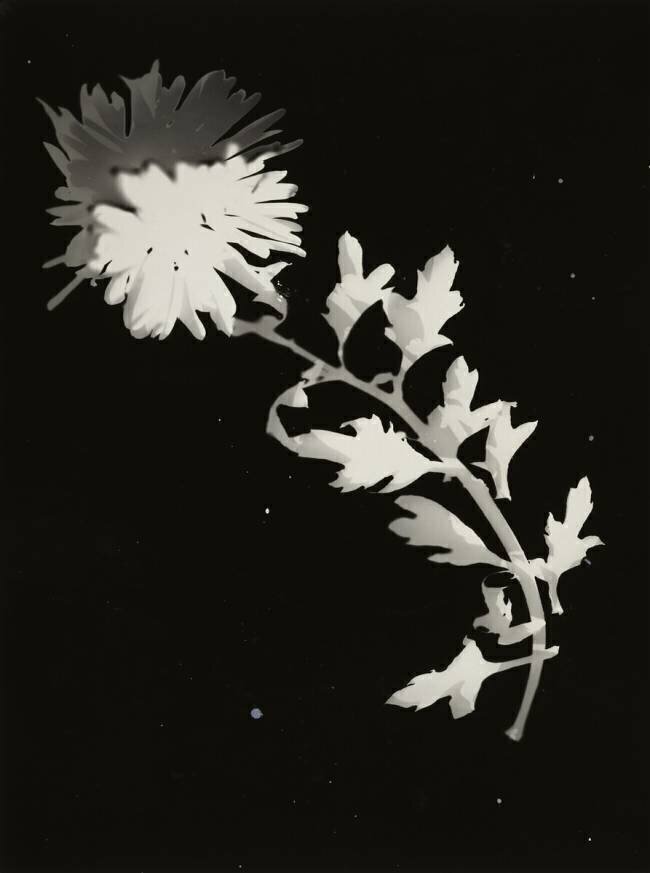Blume Laszlo Moholy-Nagy