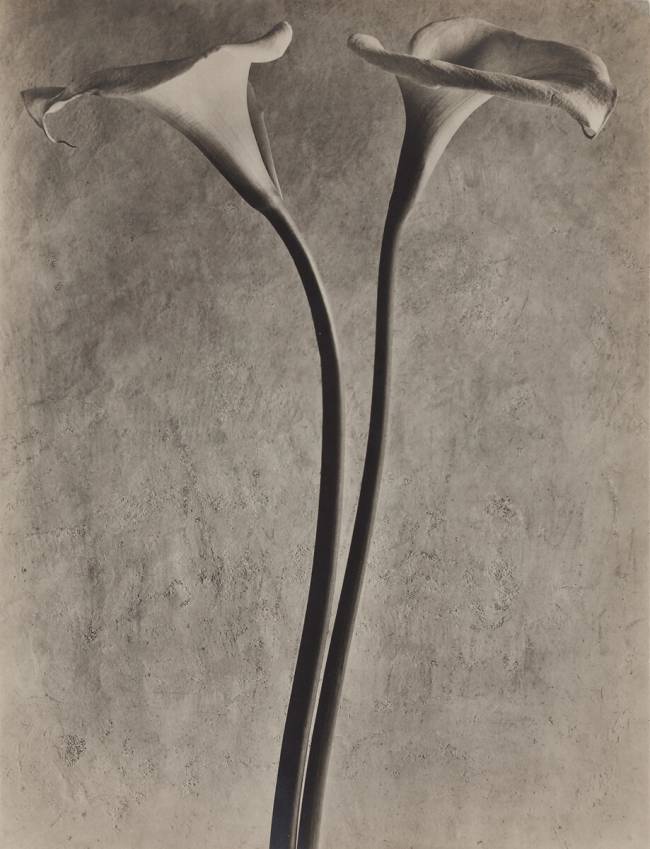 Calla Lilies Tina Modotti