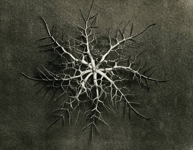 Capsule de Nigelle de Damas Karl Blossfeldt