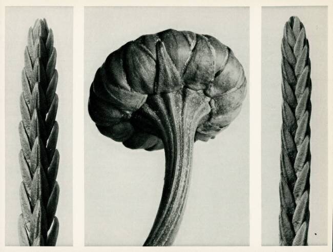 Cassiope Tetragona Karl Blossfeldt
