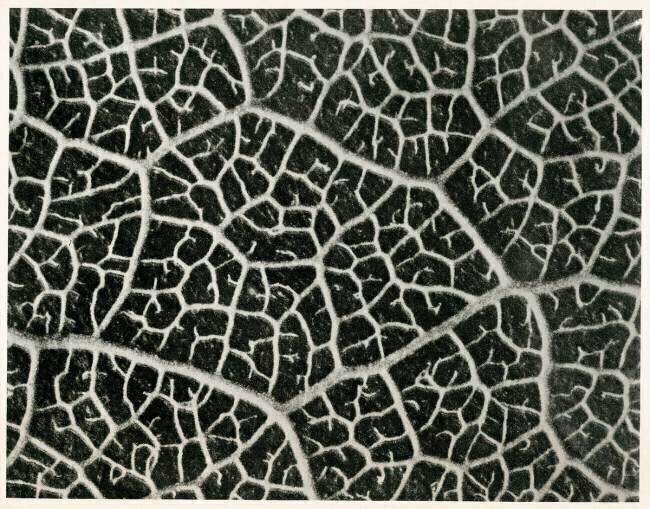 Columbia Blatt Karl Blossfeldt
