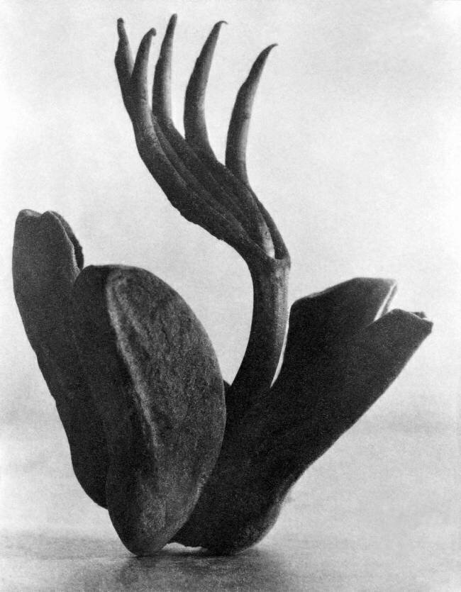 Flor de Manita Tina Modotti