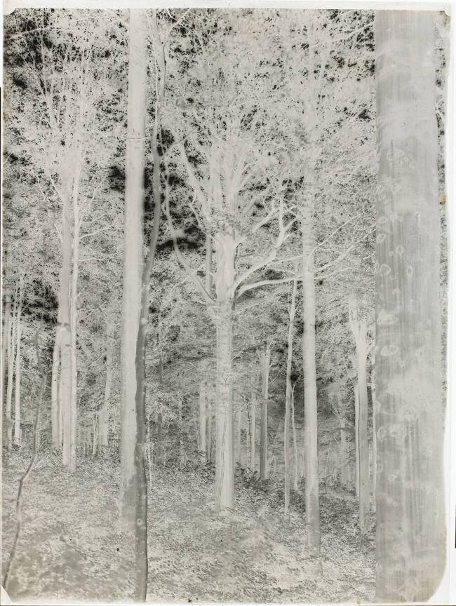 Forêt anonyme