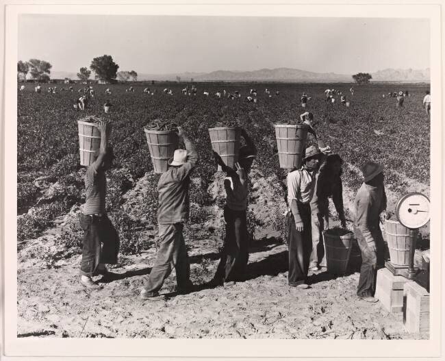 Les cueilleurs de pois s'alignent sur le bord du champ à l'échelle de pesée, près de Calipatria, Imperial Valley, Californie, février Dorothea Lange