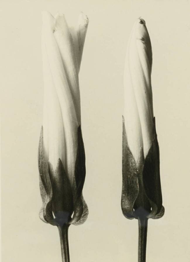 Liseron des Haies Karl Blossfeldt