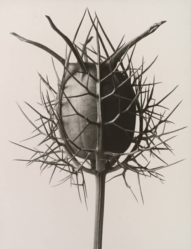Nigelle de Damas dans sa capsule Karl Blossfeldt