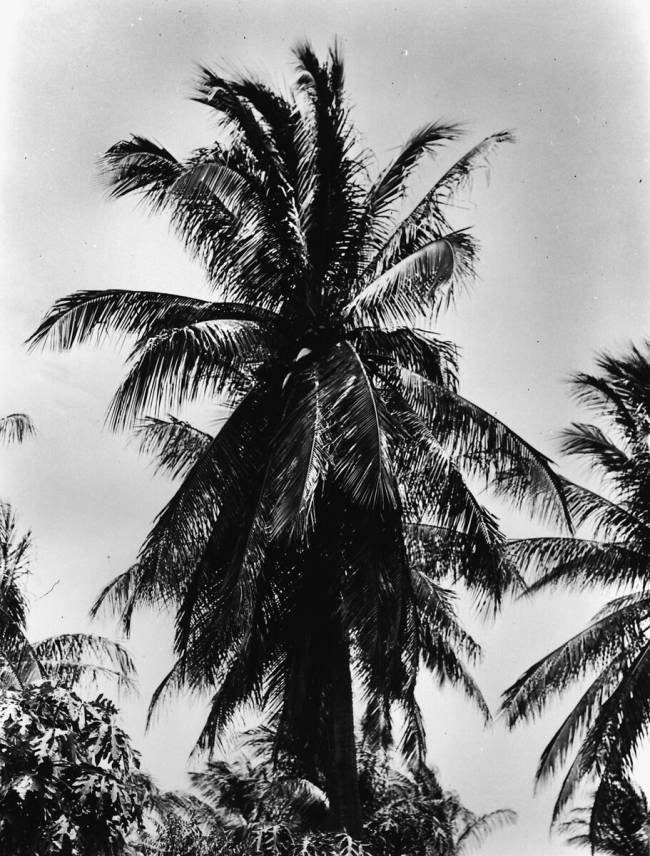Palmier Tina Modotti