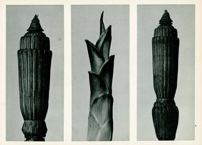 Prêle d'hiver Karl Blossfeldt