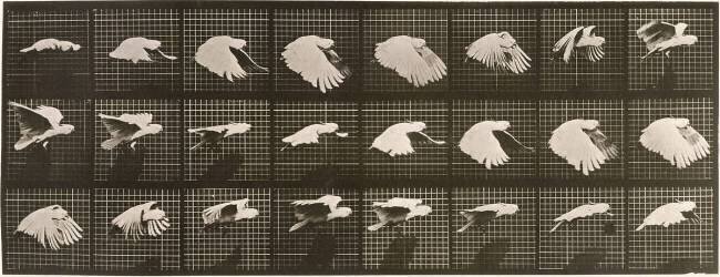 Le Perroquet volant Eadweard Muybridge