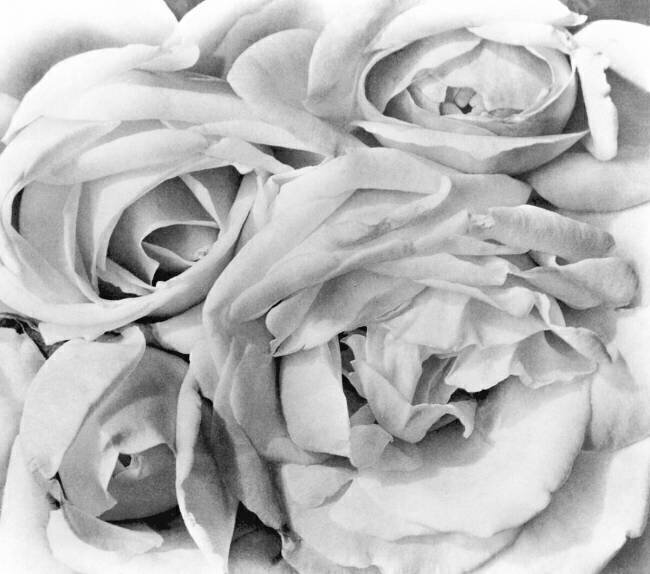 Roses Tina Modotti