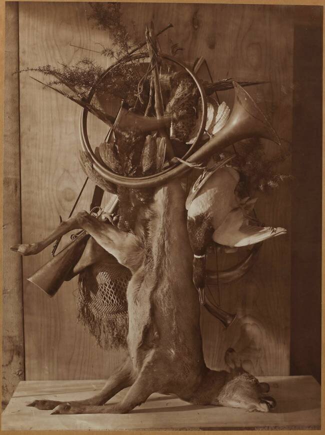 Trophée de chasse à la biche Adolphe Braun