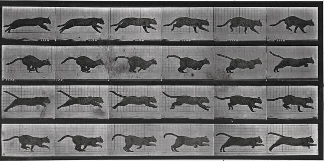 Album sur la décomposition du mouvement: chat Eadweard Muybridge
