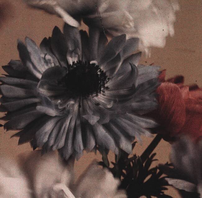 Anemones Arthur E. Morton