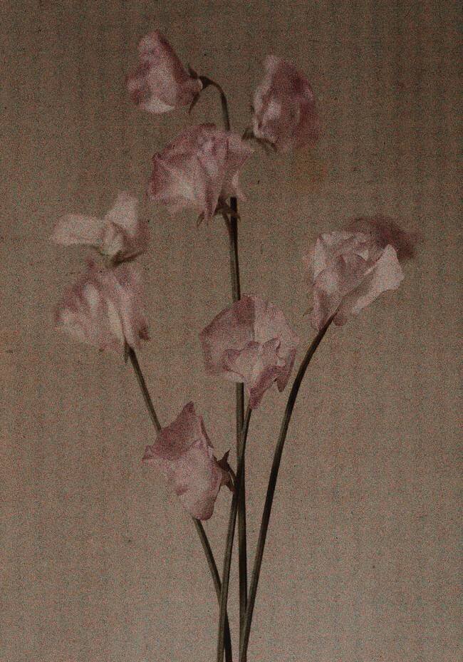Countess Spencer sweet pea. H. M. Burton