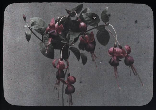 Fucshia Arthur E. Morton