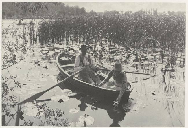 Gathering Water Lilies Peter Henry Emerson
