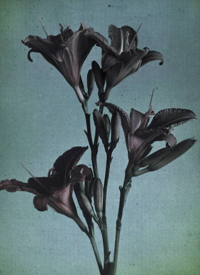 Lilies anonyme