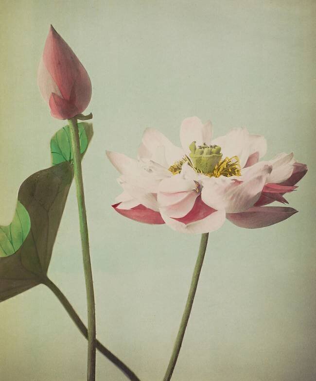 Lotus Ogawa Kazumasa
