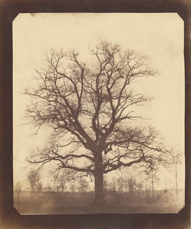 Chêne en hiver William Henry Fox Talbot