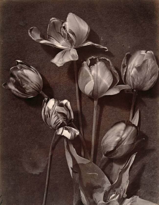 Tulipes Charles Aubry