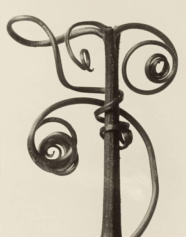 Cucurbita Karl Blossfeldt