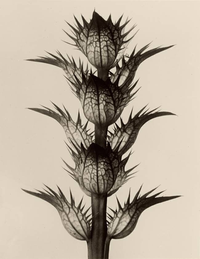 Acanthus Mollis Karl Blossfeldt