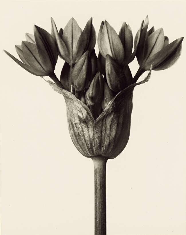 Allium ostrowskianum, Knoblauchpflanze Karl Blossfeldt