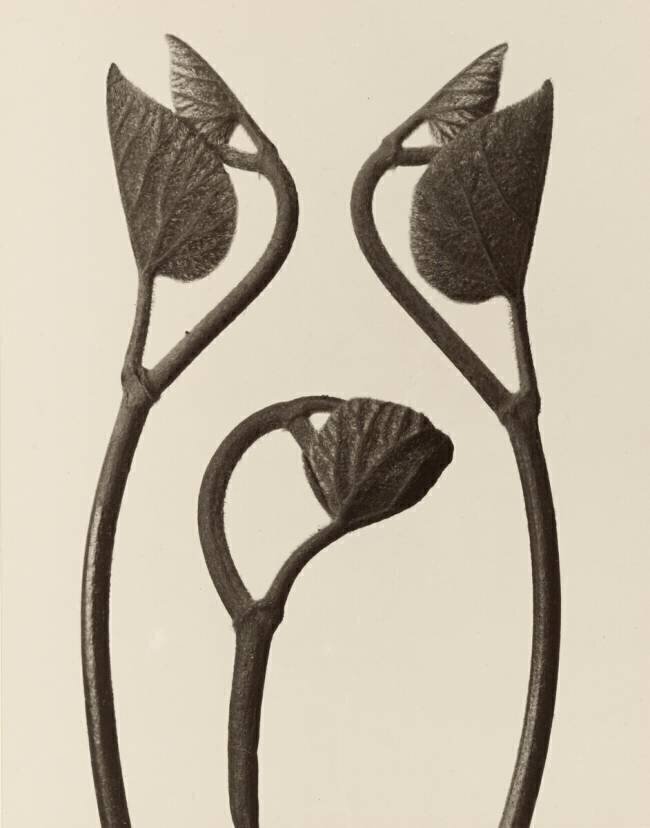 Aristolochia stems and leaves Karl Blossfeldt