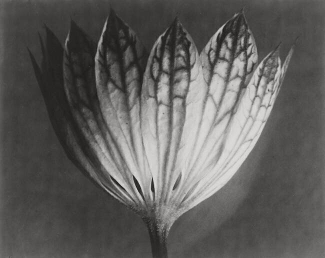 Astrantia Major Karl Blossfeldt