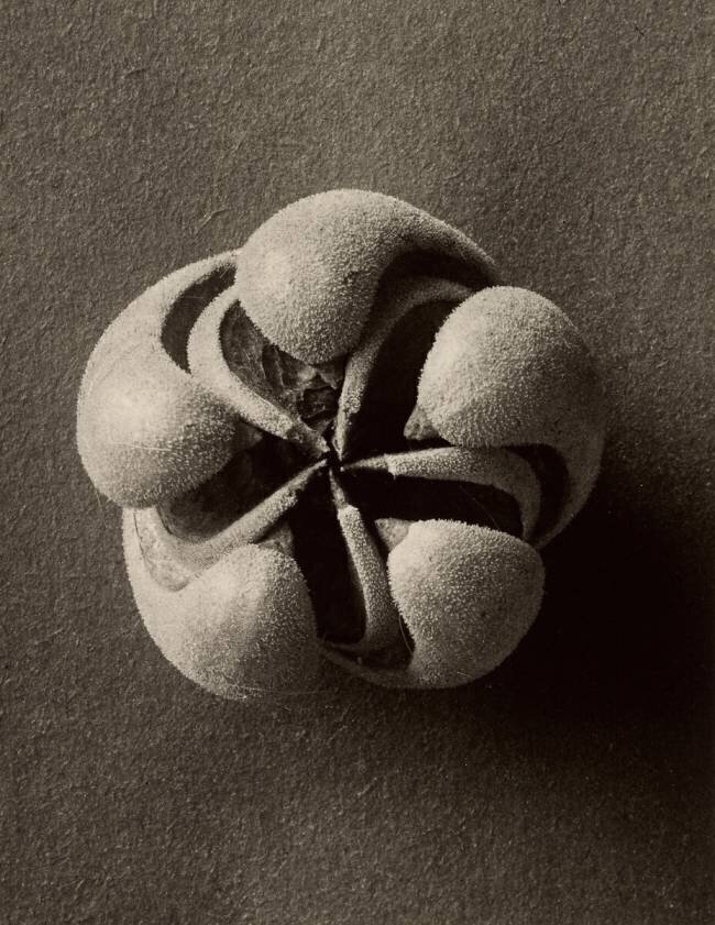 Blumenbachia hieronymi Karl Blossfeldt