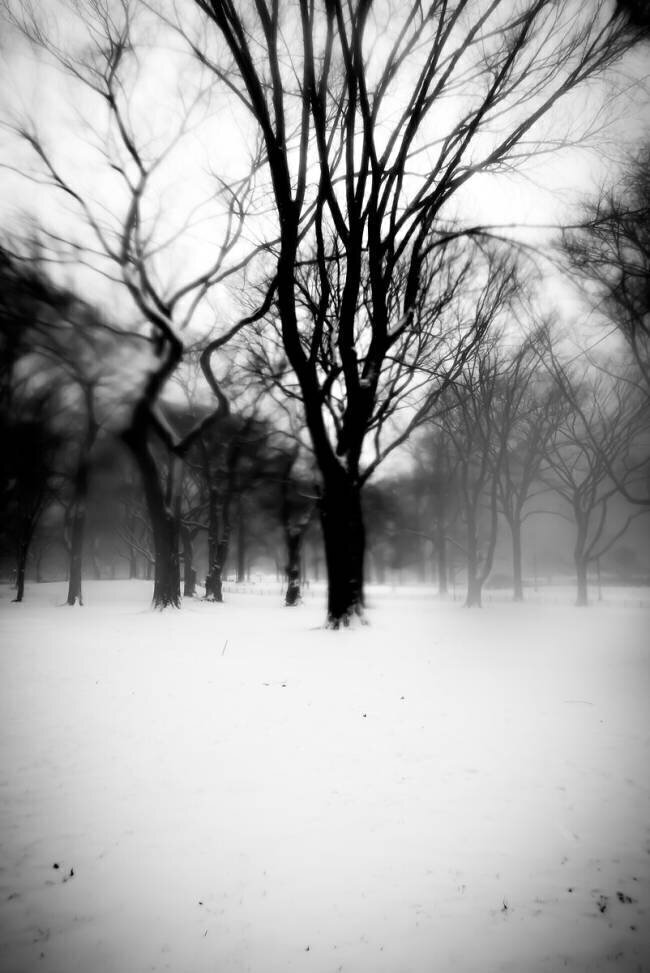 Dark Central Park Tree Guilherme Pontes