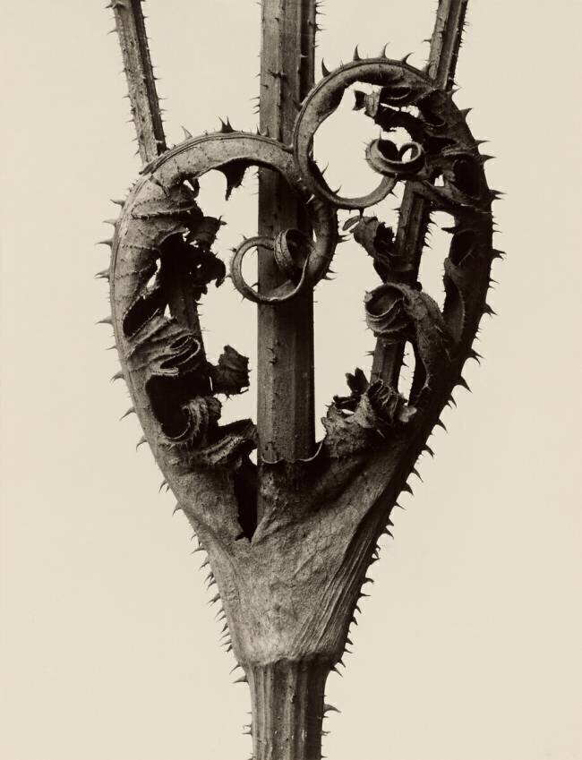 Dipsacus Laciniatus Karl Blossfeldt