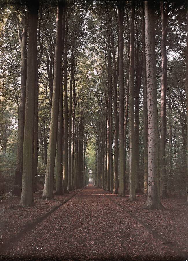 Parc de Gaasbeek, allée anonymous