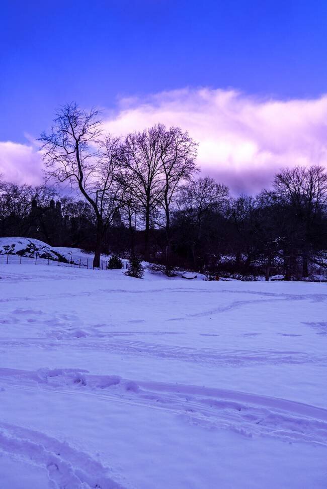 Purple Central Park Winter Nº2 Guilherme Pontes