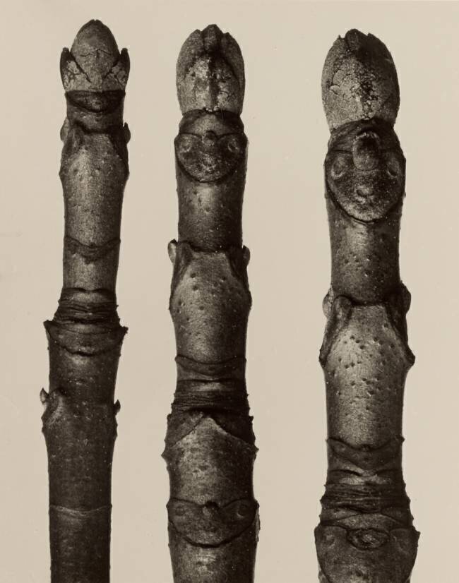 Aesculus Parviflora Karl Blossfeldt