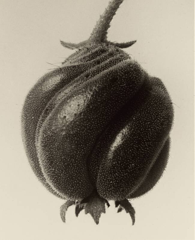 Blumenbachia Hieronymi Karl Blossfeldt