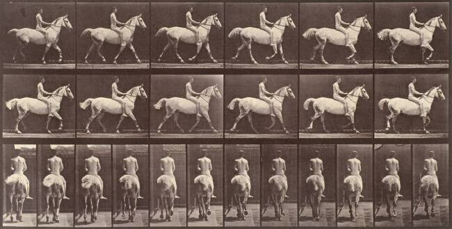 Cheval blanc au pas Eadweard Muybridge
