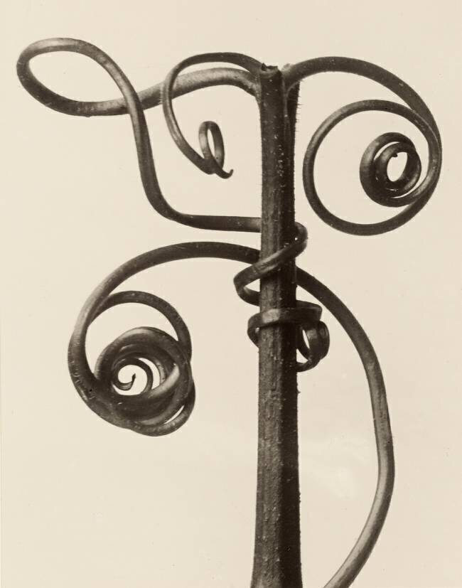 Cucurbita Karl Blossfeldt