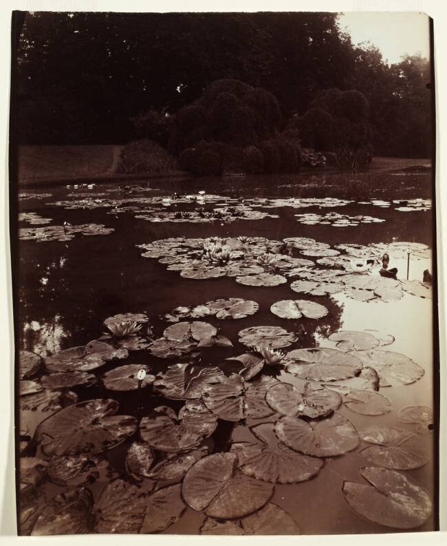 Nymphéa Eugène Atget