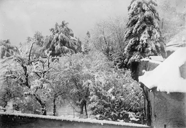 [Sapins enneigés] anonyme