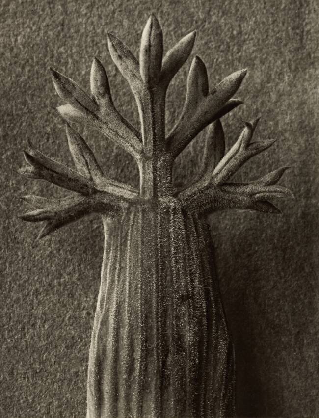 Seseli Gummiferum Karl Blossfeldt