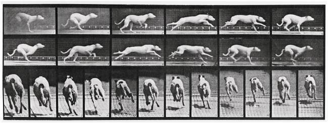 Album sur la décomposition du mouvement, Animal Locomotion: chien Eadweard Muybridge