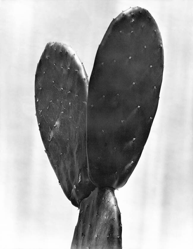 Cactus Tina Modotti
