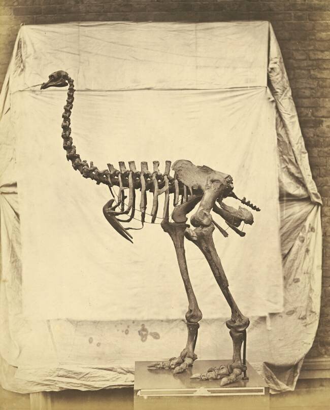 Dinornis Elephantopus Dinosaur Roger Fenton