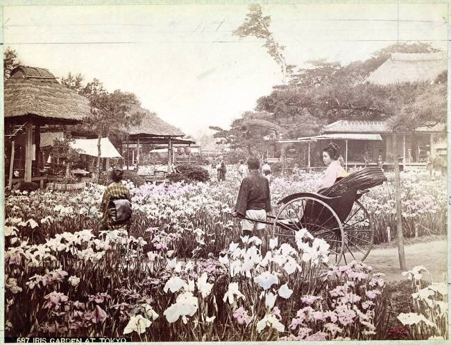 Iris garden in Tokyo Felice Beato