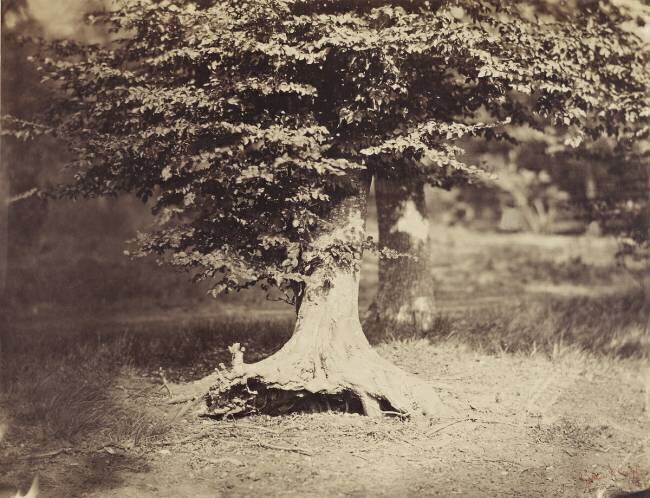 The Beech Tree Gustave Le Gray
