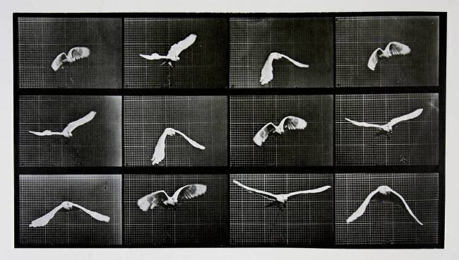 Animal Locomotion : Bird in flight Eadweard Muybridge