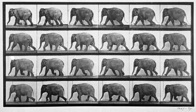 Animal Locomotion : Elephant walking Eadweard Muybridge