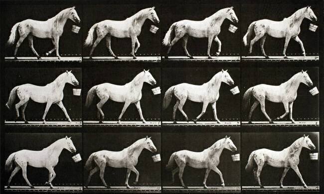 Animal Locomotion : Horse walking with a bucket Eadweard Muybridge